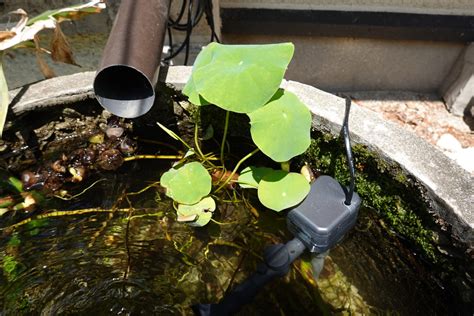 蓮 水槽